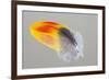 Scarlet Macaw wing feather reflected on Mirror-Darrell Gulin-Framed Photographic Print