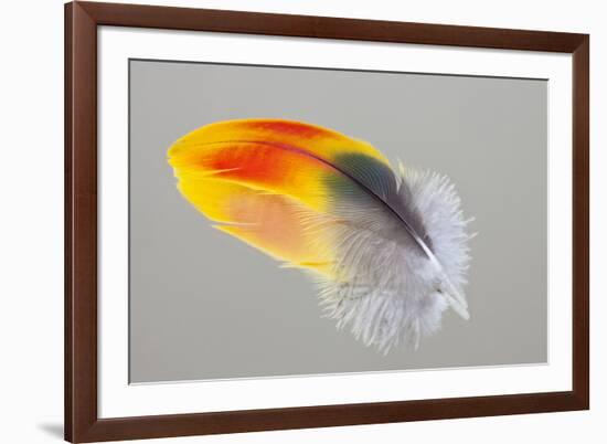 Scarlet Macaw wing feather reflected on Mirror-Darrell Gulin-Framed Photographic Print