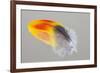Scarlet Macaw wing feather reflected on Mirror-Darrell Gulin-Framed Photographic Print