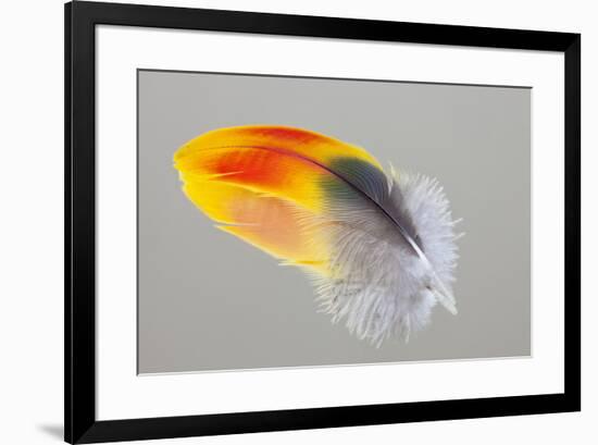 Scarlet Macaw wing feather reflected on Mirror-Darrell Gulin-Framed Photographic Print