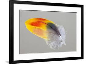 Scarlet Macaw wing feather reflected on Mirror-Darrell Gulin-Framed Photographic Print