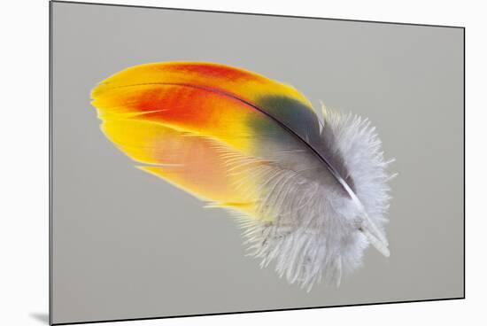 Scarlet Macaw wing feather reflected on Mirror-Darrell Gulin-Mounted Photographic Print