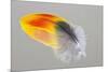 Scarlet Macaw wing feather reflected on Mirror-Darrell Gulin-Mounted Photographic Print