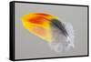 Scarlet Macaw wing feather reflected on Mirror-Darrell Gulin-Framed Stretched Canvas