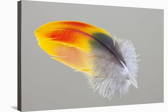 Scarlet Macaw wing feather reflected on Mirror-Darrell Gulin-Stretched Canvas