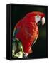 Scarlet Macaw-Niall Benvie-Framed Stretched Canvas