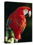 Scarlet Macaw-Niall Benvie-Stretched Canvas