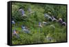 Scarlet Macaw-null-Framed Stretched Canvas