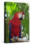 Scarlet Macaw-null-Stretched Canvas