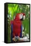 Scarlet Macaw-null-Framed Stretched Canvas