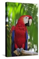 Scarlet Macaw-null-Stretched Canvas