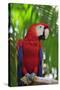 Scarlet Macaw-null-Stretched Canvas