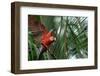 Scarlet Macaw-W. Perry Conway-Framed Photographic Print