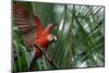 Scarlet Macaw-W. Perry Conway-Mounted Photographic Print