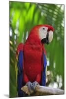 Scarlet Macaw-null-Mounted Photographic Print