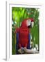 Scarlet Macaw-null-Framed Photographic Print