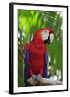 Scarlet Macaw-null-Framed Photographic Print