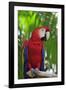 Scarlet Macaw-null-Framed Photographic Print