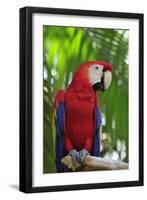 Scarlet Macaw-null-Framed Photographic Print