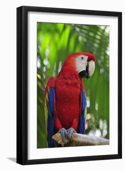 Scarlet Macaw-null-Framed Photographic Print