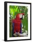 Scarlet Macaw-null-Framed Photographic Print