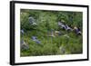 Scarlet Macaw-null-Framed Photographic Print