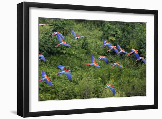 Scarlet Macaw-null-Framed Photographic Print