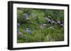 Scarlet Macaw-null-Framed Photographic Print