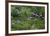 Scarlet Macaw-null-Framed Photographic Print