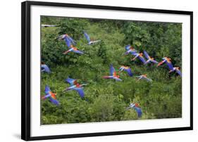 Scarlet Macaw-null-Framed Photographic Print