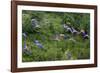 Scarlet Macaw-null-Framed Photographic Print