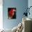 Scarlet Macaw-Niall Benvie-Photographic Print displayed on a wall