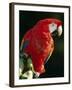 Scarlet Macaw-Niall Benvie-Framed Photographic Print
