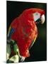 Scarlet Macaw-Niall Benvie-Mounted Photographic Print