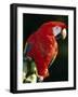 Scarlet Macaw-Niall Benvie-Framed Photographic Print