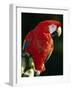 Scarlet Macaw-Niall Benvie-Framed Photographic Print