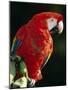 Scarlet Macaw-Niall Benvie-Mounted Photographic Print