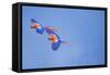 Scarlet Macaws (Ara Macao) on Flight, Corcovado National Park, Costa Rica-Marco Simoni-Framed Stretched Canvas