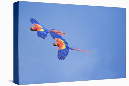 Scarlet Macaws (Ara Macao) on Flight, Corcovado National Park, Costa Rica-Marco Simoni-Stretched Canvas
