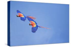 Scarlet Macaws (Ara Macao) on Flight, Corcovado National Park, Costa Rica-Marco Simoni-Stretched Canvas