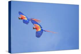 Scarlet Macaws (Ara Macao) on Flight, Corcovado National Park, Costa Rica-Marco Simoni-Stretched Canvas