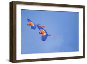 Scarlet Macaws (Ara Macao) on Flight, Corcovado National Park, Costa Rica-Marco Simoni-Framed Photographic Print