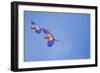 Scarlet Macaws (Ara Macao) on Flight, Corcovado National Park, Costa Rica-Marco Simoni-Framed Photographic Print