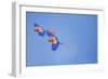 Scarlet Macaws (Ara Macao) on Flight, Corcovado National Park, Costa Rica-Marco Simoni-Framed Photographic Print