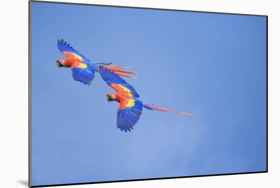 Scarlet Macaws (Ara Macao) on Flight, Corcovado National Park, Costa Rica-Marco Simoni-Mounted Photographic Print