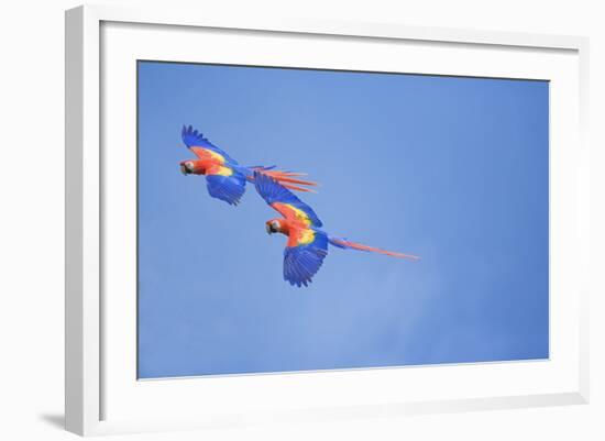 Scarlet Macaws (Ara Macao) on Flight, Corcovado National Park, Costa Rica-Marco Simoni-Framed Photographic Print