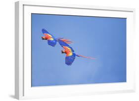 Scarlet Macaws (Ara Macao) on Flight, Corcovado National Park, Costa Rica-Marco Simoni-Framed Photographic Print