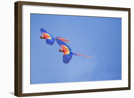 Scarlet Macaws (Ara Macao) on Flight, Corcovado National Park, Costa Rica-Marco Simoni-Framed Photographic Print