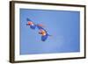 Scarlet Macaws (Ara Macao) on Flight, Corcovado National Park, Costa Rica-Marco Simoni-Framed Photographic Print