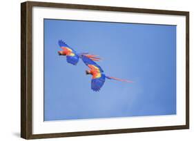 Scarlet Macaws (Ara Macao) on Flight, Corcovado National Park, Costa Rica-Marco Simoni-Framed Photographic Print